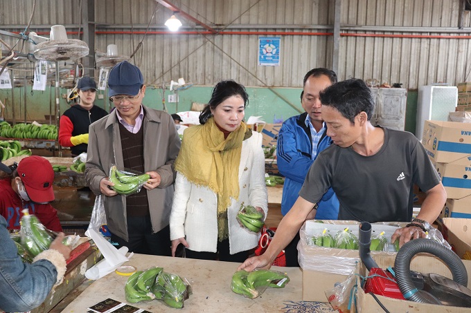 Lãnh đạo thị xã thăm đơn vị sản xuất nông nghiệp ứng dụng công nghệ cao