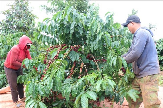 Cảnh báo tội phạm trộm đột nhập nhà dân trong mùa thu hoạch cà phê