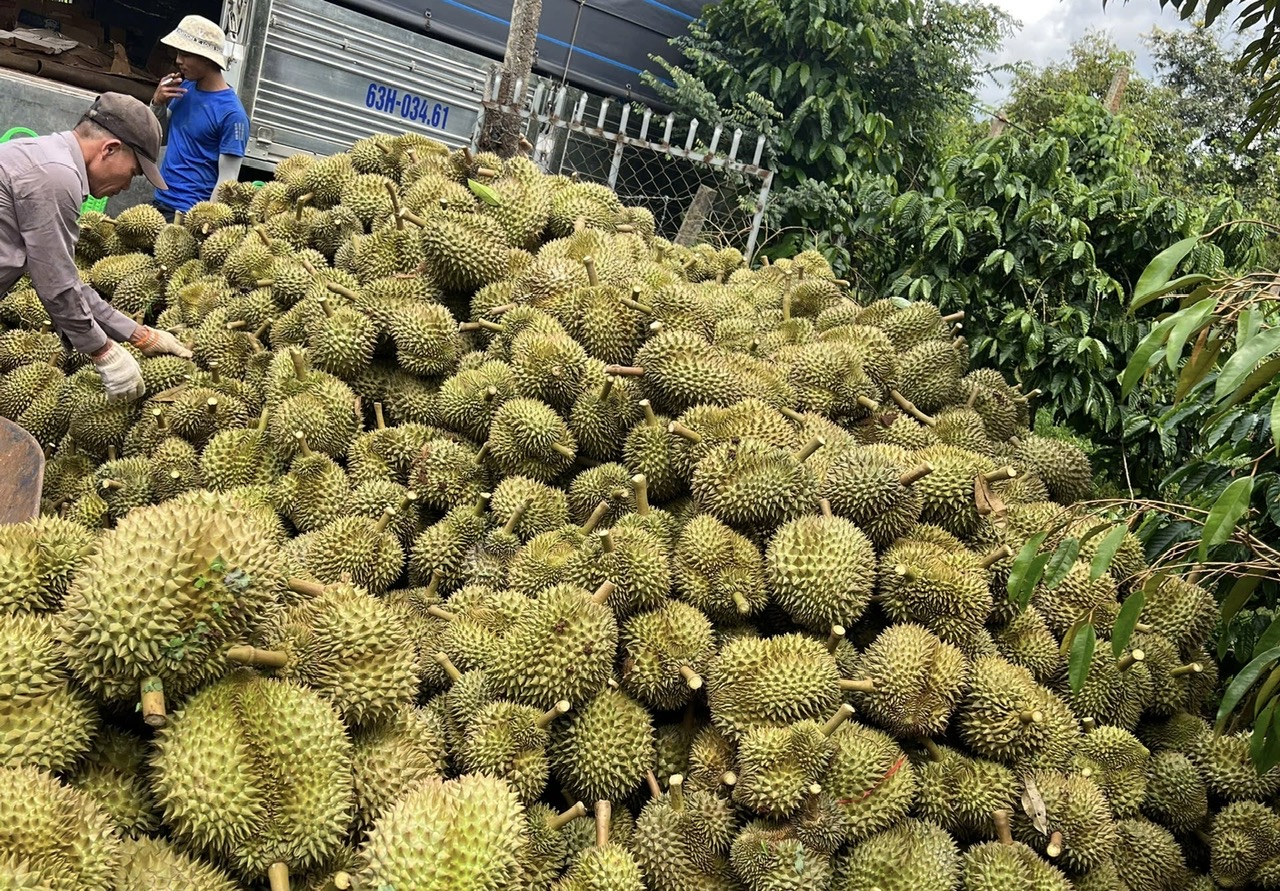 DamBaoANTTVaATGTMuaThuHoachSauRieng_001